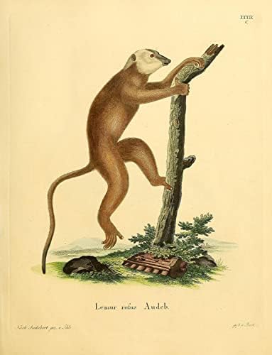 Red Ruffed Lemur primat majmun Vintage Wildlife učionici ured dekor Zoologija Antique ilustracija