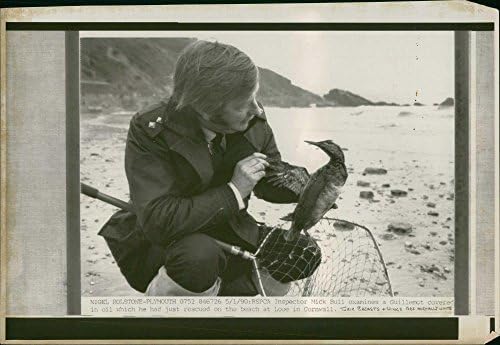 Vintage fotografija RSPCA inspektora ispituje Guillemot prekriven naftom