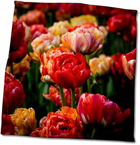 3drose crvena i žuta papagajna tulipana na cvijeću, tamnu pozadinu - ručnici