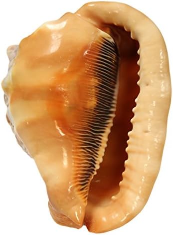 Prava prirodna 5-inčna dugačka Shell Shell