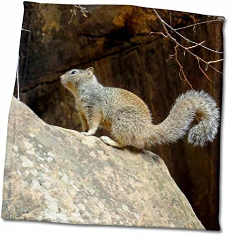 3drose simpatičnu vjevericu na stijeni s grmovim repom u Nacionalnom parku Zion - Ručnici