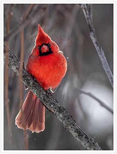 Kardinalno platno štampa ptice životinjski Poster fotografije divljih životinja slika dekor zidni Poster