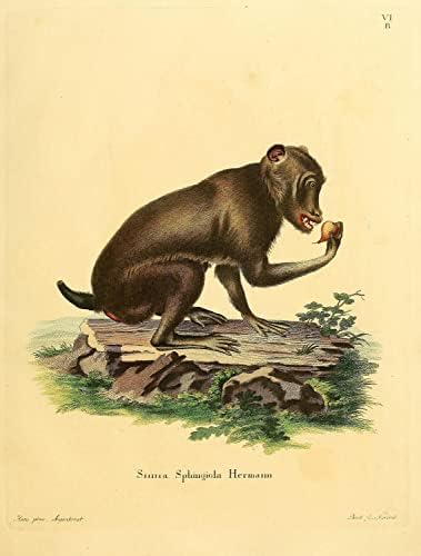 Cape Cape Babuon Primate Monkey Vintage Wildlife Classroom Office Decor zoologija Starična ilustracija