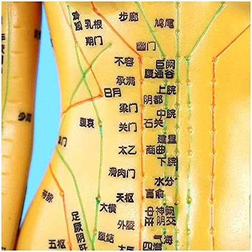 Fhuili Akupunktura model - 360 ° rotiranje ljudske akupunkture -chinese medicine Meridian masažni model - mekani PVC - za ljekar Herbalist Doctor Figurine karoserija kineska akupunktura