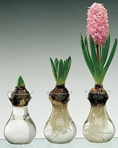 Male staklene vaze za središnje dijelove - Hewory 12pcs Clear Mini Hyacinth avokado Uzgoj pupoljak vase