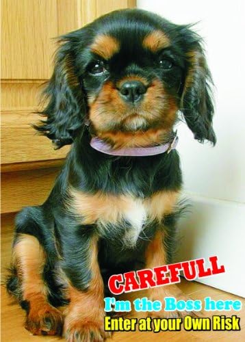 Pažnja - Pazite / Zabavni znak pse za pse psa psa psa za psa za vaš dom ili kuću SF2248 Veličina A5