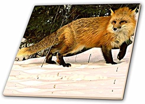 3drose crvena lisica-keramička pločica, 4 inča