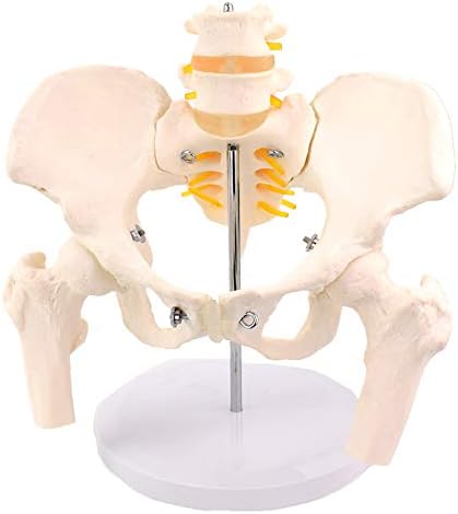 KH66Zky ženski karlice model - Veličina vijek HIP konofni karlični model - anatomski model korekcije zdjelice