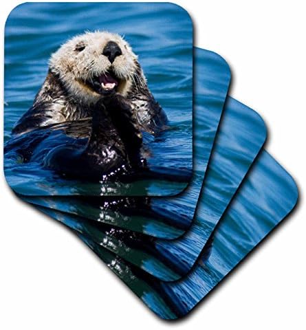 3Droza CST_88466_2 Kalifornija Sea Otter, Moss Landing, California-US55 JGS0198-Jim Goldstein-Mekani