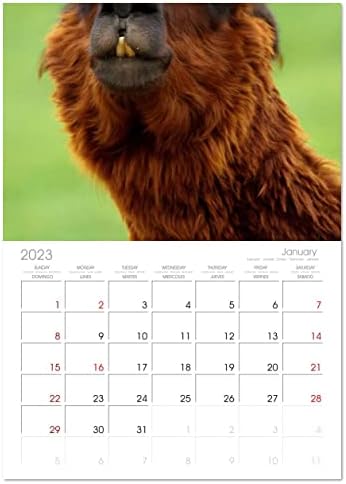 Alpaca i Lamas), Calvendo 2023 Mjesečni kalendar