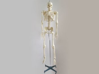 Model ljudskog skeleta - verzija u prirodnoj veličini sa krutim kičmenim stubom