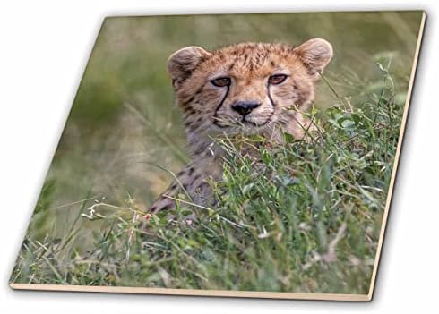 3drose Juvenile cheetah in tall grass, Serengeti NP, Tanzanija - Tiles