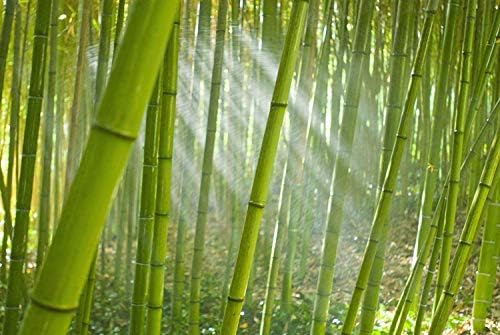 ROYALHOUSE prirodna bambusova rola Gornja kutija za hljeb kuhinja za skladištenje hrane na radnoj površini, Velika, nije potrebna montaža