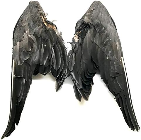 Kompletna siva guska krila - po paru