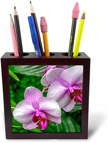 3drose Danita Delimont - držači olovki za orhideje sa cvijetom i mjesecom
