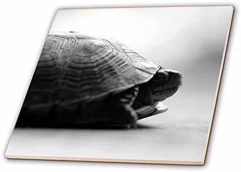 3drose crno-bijela makro fotografija desnog profila kornjače. - Pločice.